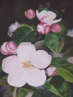 Apple Blossoms Painting