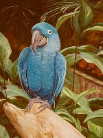 Blue Parrot Painting