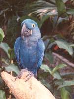 Blue Parrot Photograph