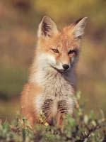 Red Fox Photo